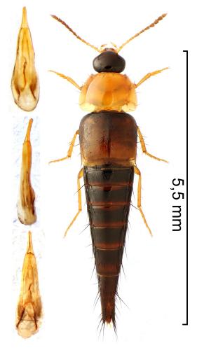 Tachyporus dispar